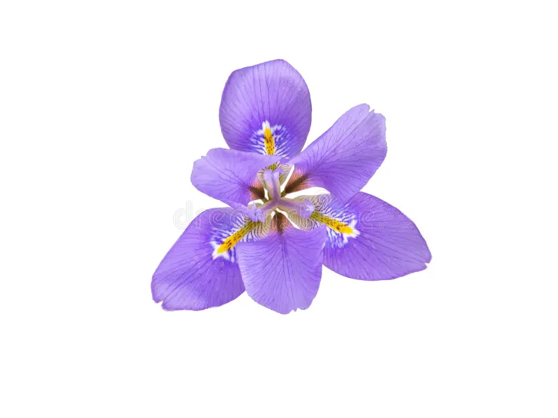 Iris