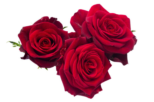 Absolute Rose