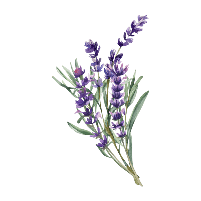 Wild Lavender