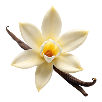 Vanilla